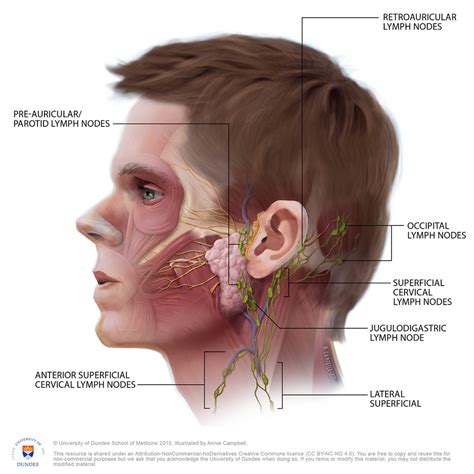 Occipital Lymph Node Back Of Head