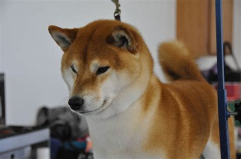 Shiba Inu Hokusei Kashinoki Shiba And Hokkaido Ken 北西樫ノ木