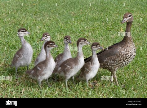 Australian Duck Species Hi Res Stock Photography And Images Alamy