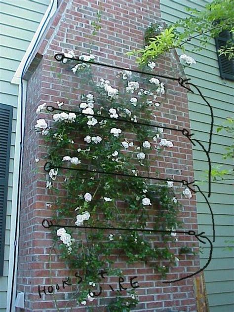 Clematis climbs using twisting leaf stems, which are exceptionally long, and they start looking you'll need either a pergola, wooden stake or trellis made of stretched wires so that the plant has a climbing aid, and a wall, shed. galvanized wire supports between eye bolts to support ...