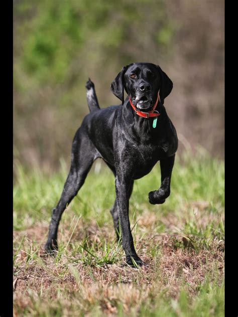 All Black German Shorthaired Pointer Dopi