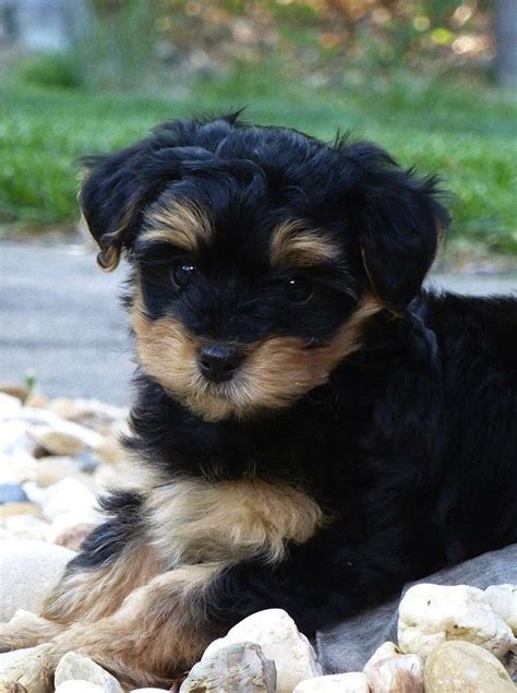 53 Best Yorkie Poos Images On Pinterest Yorkies Small Dogs And