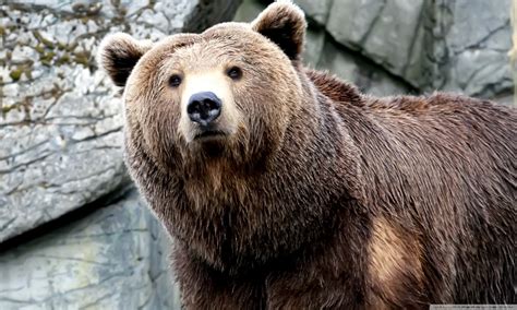 Grizzly Bear 1 4K HD Desktop Wallpaper for 4K Ultra HD TV ... Download all photos and use them even for commercial projects.