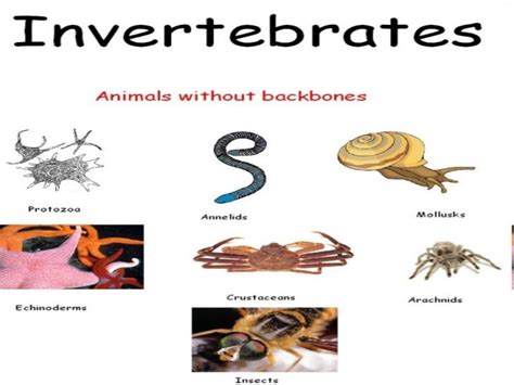 Invertebrates Pictures And Names