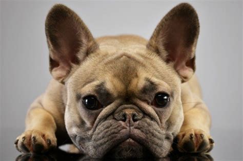 Study French Bulldogs Prone To Health Problems Petguide