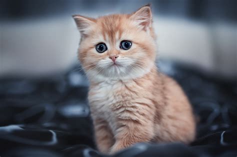 2560x1700 Cute Kitten 4k Chromebook Pixel Hd 4k Wallpapers Images