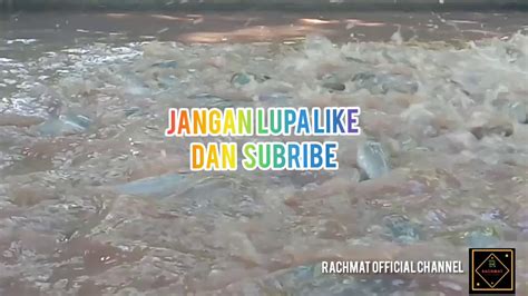 Arti mimpi digigit ikan yaitu akan mendapatkan kebaikan, kesuksesan dan keberhasilan dalam hidup anda. CARA BUDIDAYA IKAN LELE YANG BISA MENDAPATKAN OMSET YANG ...