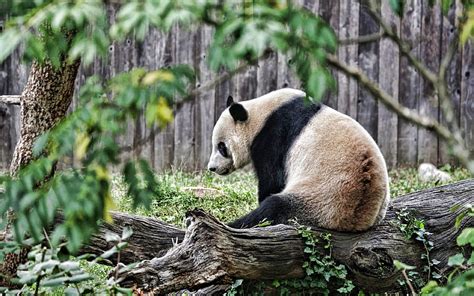1920x1080px 1080p Free Download Panda Cute Animals Bears Giant
