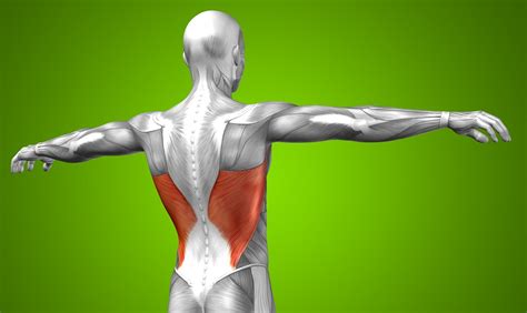 Latissimus Dorsi Pain Causes And How To Treat Them The Healthy