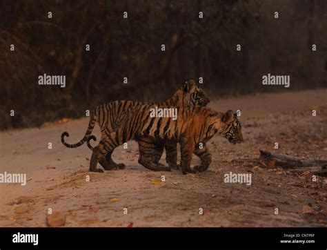 Tiger Cub In Bandhavgarh National Park Stock Photo Alamy