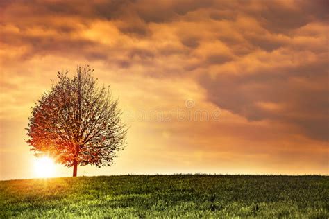Autumnal Tree At Sunset With Sunbeam Stock Photo Image Of Autumnal