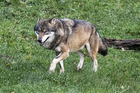 L'asb fait entendre la voix des banques lorsque. Votations 27 septembre - Loi sur la chasse: le Valais se ...
