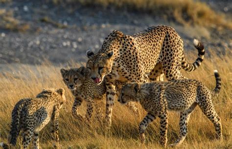 Why Do Cheetahs Run so Fast? The Science Behind The Speed | Safari Near