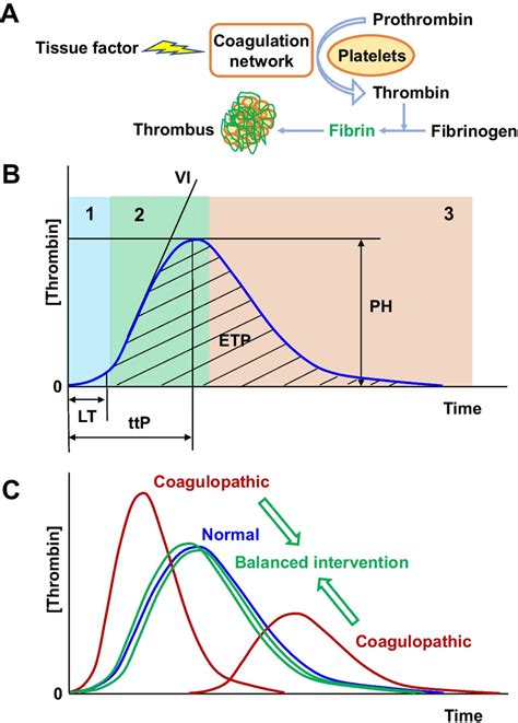 Thrombin Generation Essential Concepts A Main Thrombin Generation