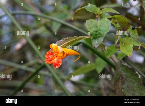 Orange Balsam Impatiens Capensis Stock Photo Alamy