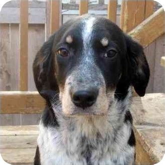 Jamie | Adopted Puppy | Chicago, IL | Border Collie ...