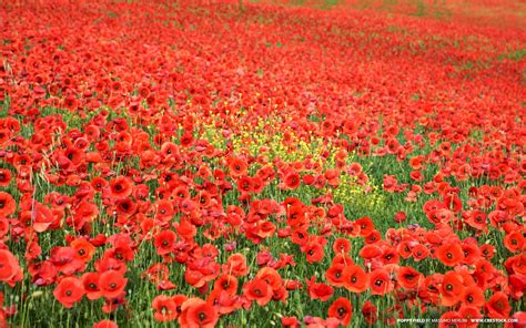 Field Of Poppies Flowers And Plants Wallpaper