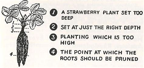 What is the best way to clean berries? strawberries | Boyd Nursery Company