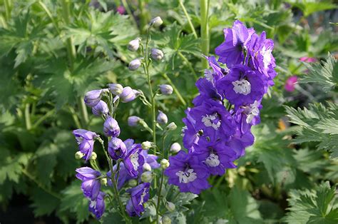 Maybe you would like to learn more about one of these? Aurora Light Purple Larkspur (Delphinium 'Aurora Light ...