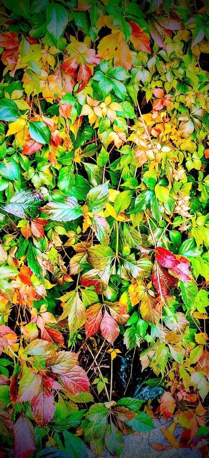 Fall Folliage With Green Yellow Red Orange And Purple Leaves Stock