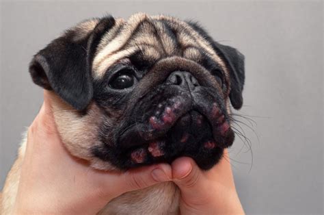 Alergia pokarmowa u psa jak wygląda i jak ją leczyć Pupilek pl