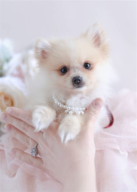 Teacups Puppies Pomeranians Available Teacups Puppies And Boutique