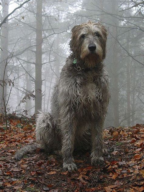 142 Best Images About Irish Wolfhound On Pinterest Wolves Arosa And
