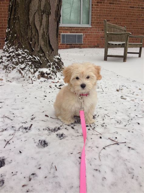 Don't miss what's happening in your neighborhood. Maltipoo Puppies For Sale In Wisconsin | Top Dog Information