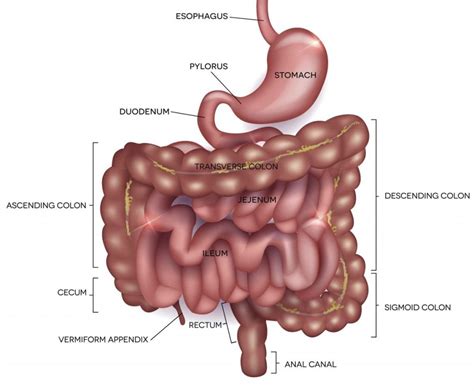 What Is The Duodenum Facty Health