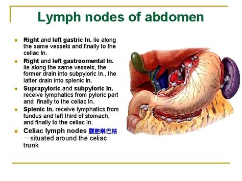 The Lymphatic System The Lymphatic System Heart Vein