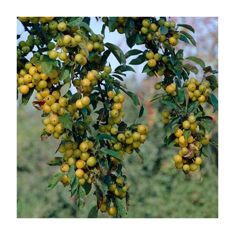 Malus X Zumi Golden Hornet Crabapple Tree 9l 14l Pot Sales Shop