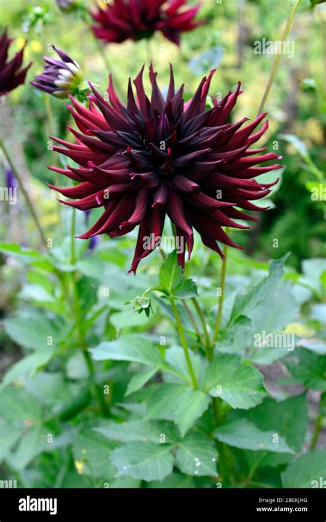 Dahlia Black Narcissusdark Purple Flowersalmost Black Flowerflowers