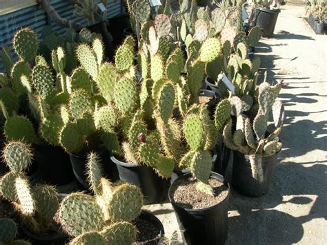 Most pear cacti respond well to transplantation and will establish a new root system swiftly. Buddies in the Saddle: Day of the cactus