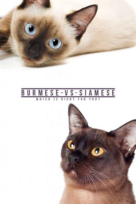 Burmese Vs Siamese The Happy Cat Site Helps You Choose