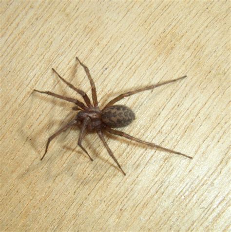 Common House Spider Naturespot