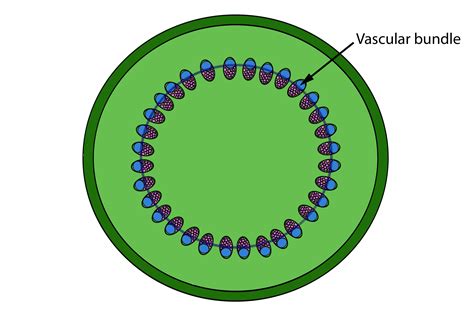 Mnemonic To Remember The Difference Of Stem Vascular Bundles