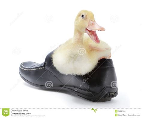 Laughing Duckling In Shoe Stock Photo Image 14692490