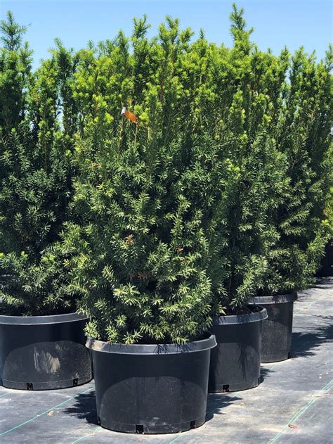 Hicks Yew The Perfect Evergreen Shrub For Your Garden