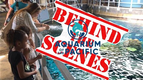 Behind The Scenes Aquarium Of The Pacific Youtube