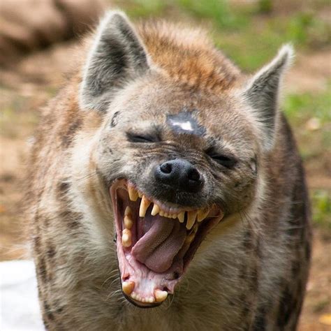 Meow By Darksoul4life On Deviantart Wild Dogs Hyena Animals
