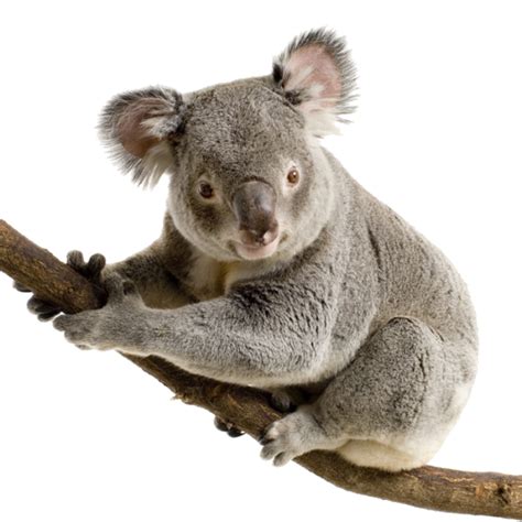 Convert a jpeg photo to png. Koala PNG