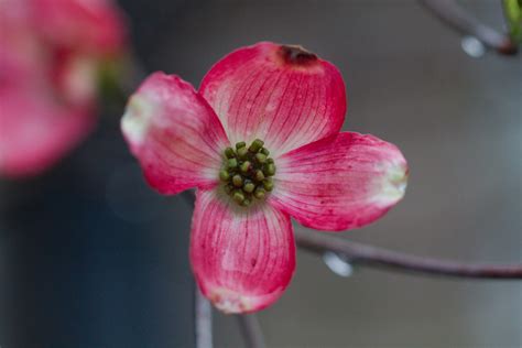 Pink Flowering Dogwood Henry Hartley
