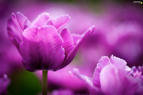 Purple Tulips For Phone Wallpapers 2048x1365