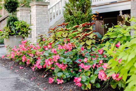 12 Best Shade Plants To Grow Along A North Facing Wall