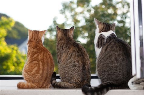Three Cats Sitting In Window Sill Stock Photo Download Image Now Istock