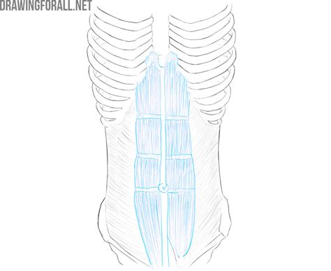 Torso Muscle Anatomy Drawing Male Torso Reference Sheet 2 By