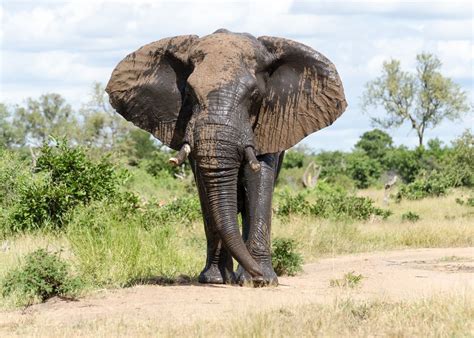 There are many animals of the african wilderness, that call the continent of africa home. A Top 10 List of Africa's Most Dangerous Animals