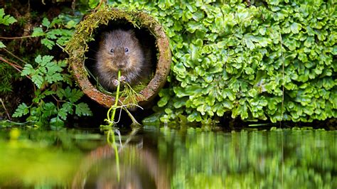Wallpaper Forest Mice Animals Water Nature Reflection Grass