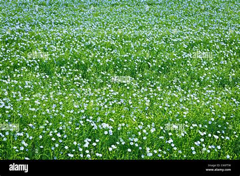 Background Of Blooming Blue Flax In A Farm Field Stock Photo Alamy