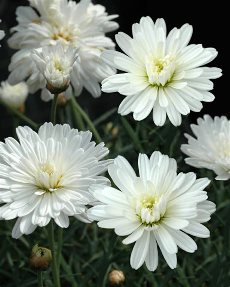 Marguerite Daisy Double White 6 Pot Hello Hello Plants And Garden Supplies